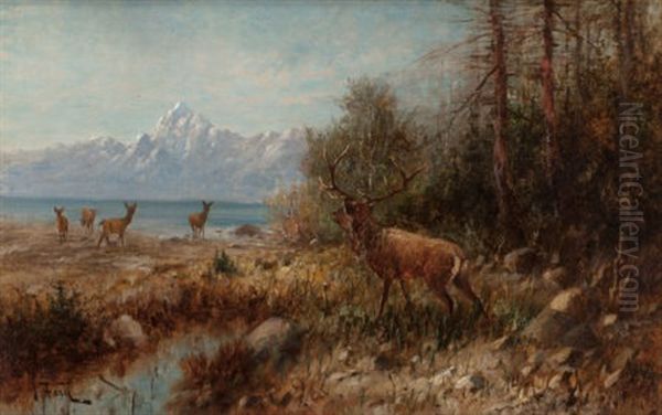 Elk On Jackson Lake - view 1