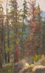 Woodland Interior