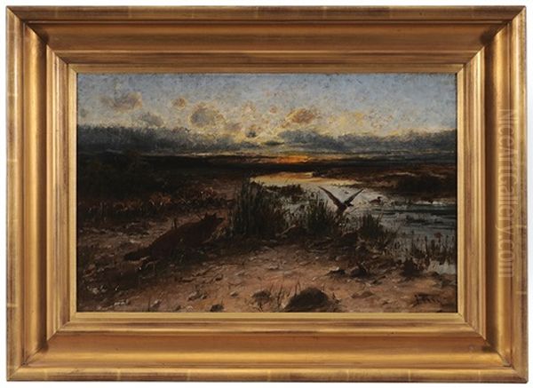 Fox Hunting A Mallard At Sunset - view 1