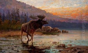 Moose On Jackson Lake