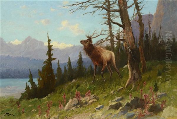 Elk In The Mountains - view 1