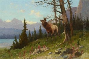 Elk In The Mountains by John Fery