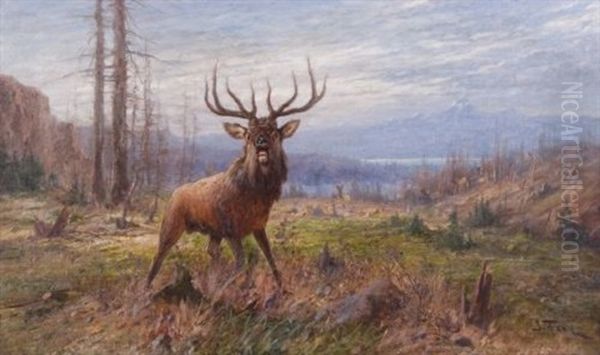 Elk - view 1