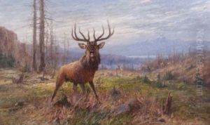 Elk