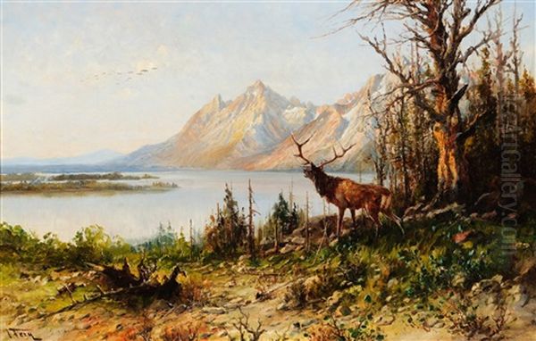 Elk At Jackson Lake, Wyoming - view 1
