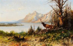 Elk At Jackson Lake, Wyoming by John Fery