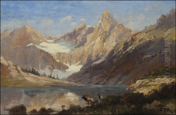 Elk In Glacier Park - view 1