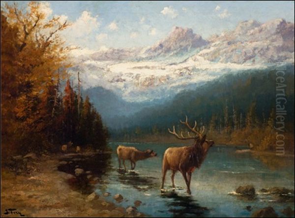 Glacier Elk - view 1