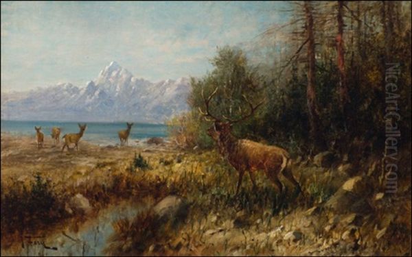Elk On Jackson Lake, Wyoming - view 1