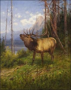 Bull Elk In The Rockies