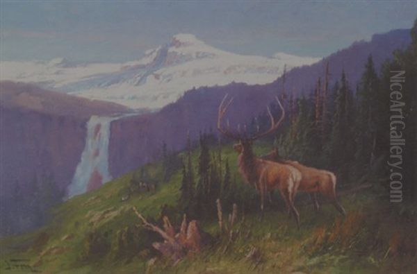 Glacier Elk - view 1