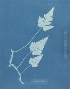 Mauritius by Anna Atkins