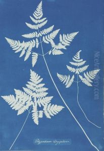 Polypodium Dryopteris