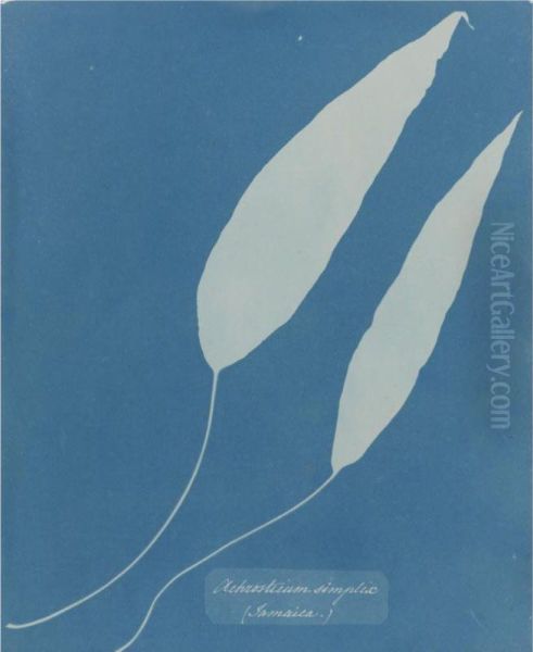 Achrosticum Simplex, Jamaica - view 1