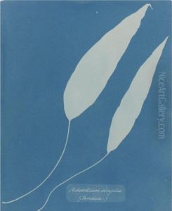 Achrosticum Simplex, Jamaica by Anna Atkins