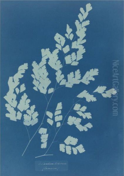 Adiantum Tenerum - view 1