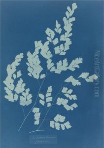 Adiantum Tenerum