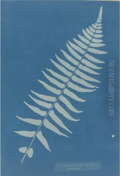 Asplenium Angustifolium - view 1
