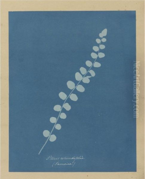 Pteris Rotundifolia (jamaica) - view 1