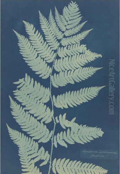 Aspidium Goldianum (america) - view 1