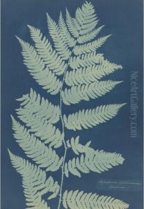 Aspidium Goldianum (america)