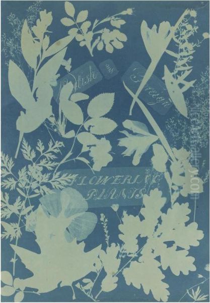 British And Foreign Flowering Plants - view 1