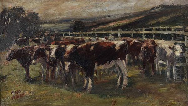 Cows - view 1