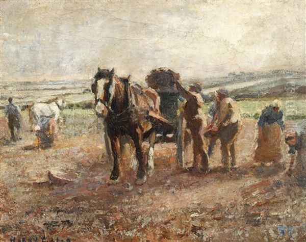 The Potato Field - view 1