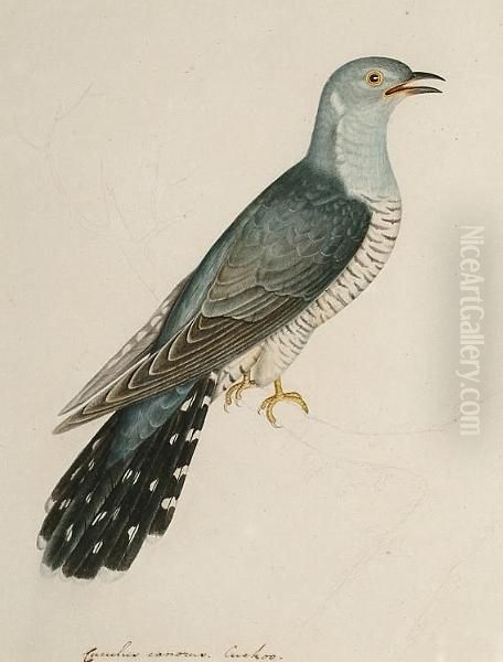 Cuculus Canorus, Cuckoo - view 1