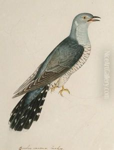 Cuculus Canorus, Cuckoo by Christopher Atkinson