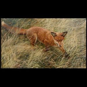 Roter Fox
