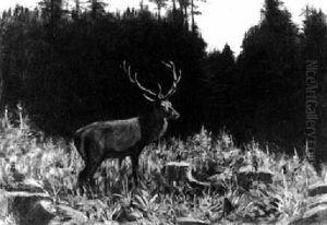 Auf Einer Waldlichtung Mit Rotbluhendem Fingerhut Stehender Hirsch by Otto Fikentscher