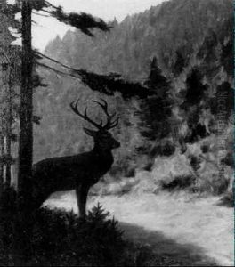 Hirsch Auf Sonniger Waldlichtung