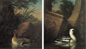 Sarcelle D'hiver Dans Un Marecage (+ Canard Eider A Duvet Devant Des Ruines Antiques; Pair) Sarcelle D'hiver Dans Un Marecage (+ Canard Eider A Duvet Devant Des Ruines Antiques; Pair)