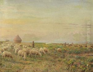 Berger A Ogival, Picardie