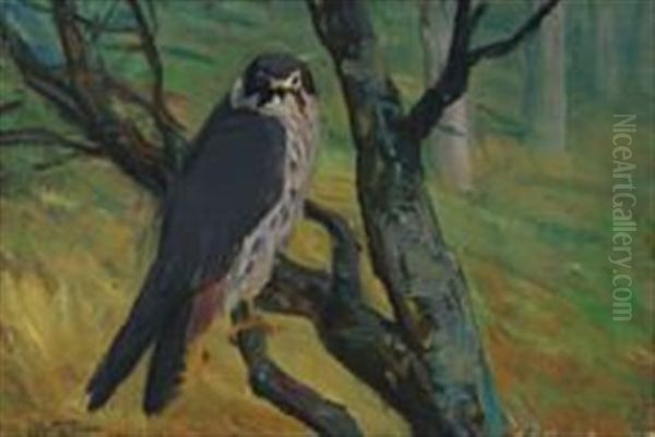 A Peregrine Falcon Looking From A Branch - view 1