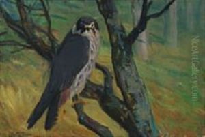 A Peregrine Falcon Looking From A Branch