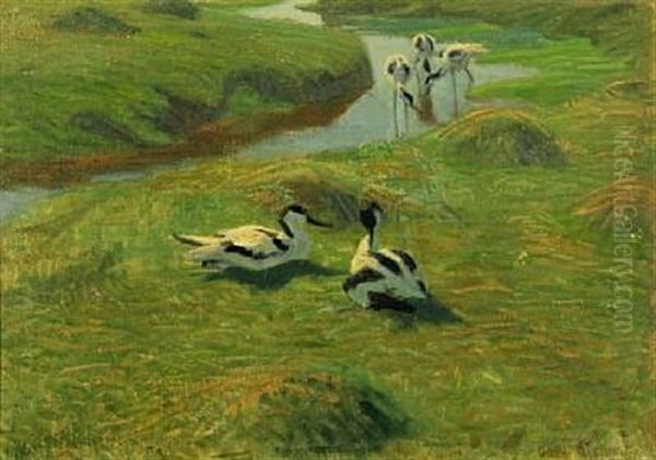Scenery With Pied Avocets - view 1