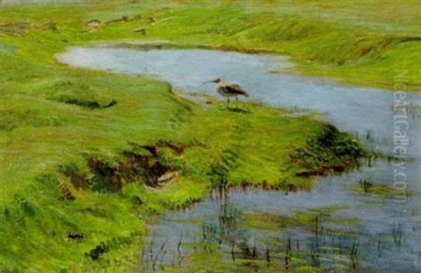 Spove Ved Et Vandhul, Rorvig - view 1