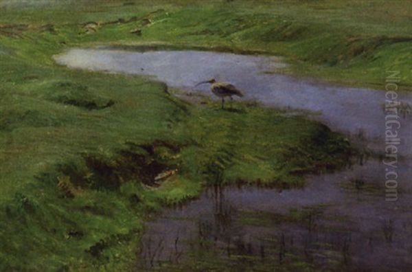 Spove Ved Et Vandhul, Rorvig - view 1