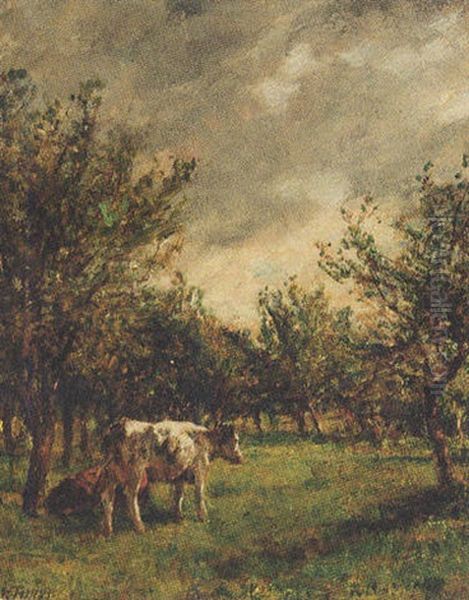 Cattle Resting In An Orchard - view 1