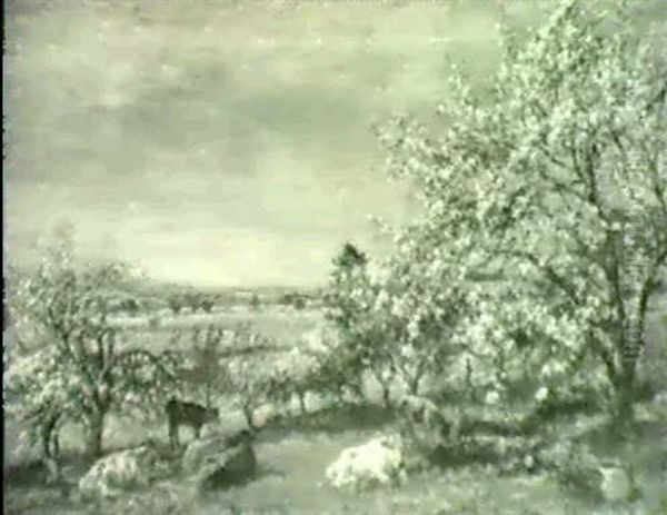 Cattle In An Orchard In Spring - view 1