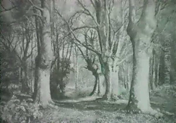 Burnham Beeches - view 1