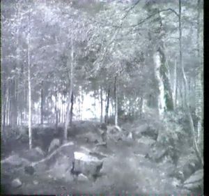 Die Alte Holzsammlerin