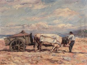 Attelage Aux Boeufs Sur La Plage Devant Bidart