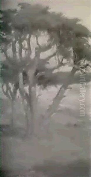 Monterey Cypress - view 1