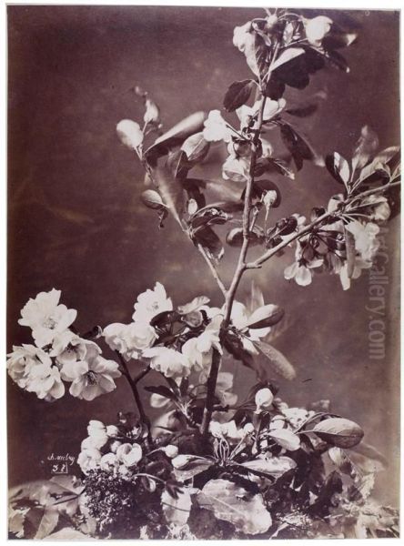 Nature Morte Aux Fleurs - view 1