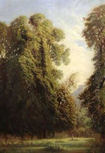 Waldlichtung Mit Wanderer Und Bergkulisse Im Hintergrund