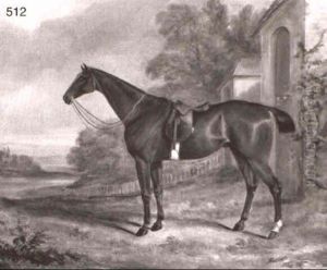 Portrait Of A Hunter, A Chestnut Gelding Portrait Of A Hunter, A Chestnut Gelding