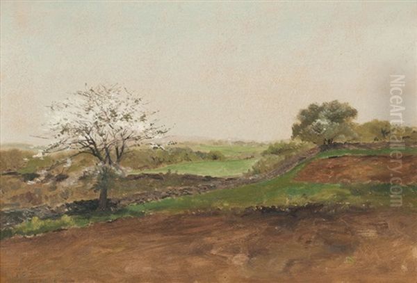 Cherry Tree In A Landscape - view 1